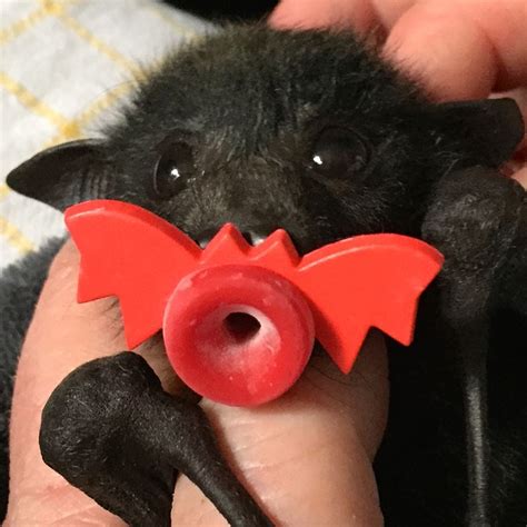 Bat Baby Halloween At Samuel Roberts Blog