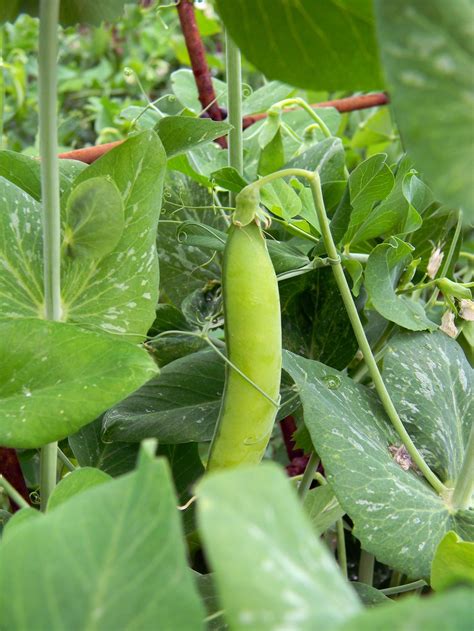 Planting Fall Pea Varieties — Bob's Market and Greenhouses