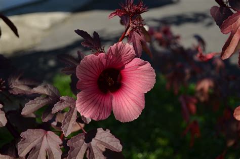 Jicama Flower