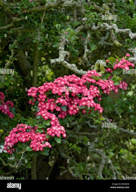 Hawthorn Hi Res Stock Photography And Images Alamy