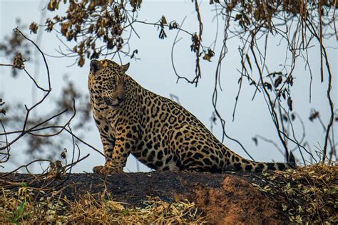 Milhares de animais morrem em incêndios florestais no Brasil Notícias