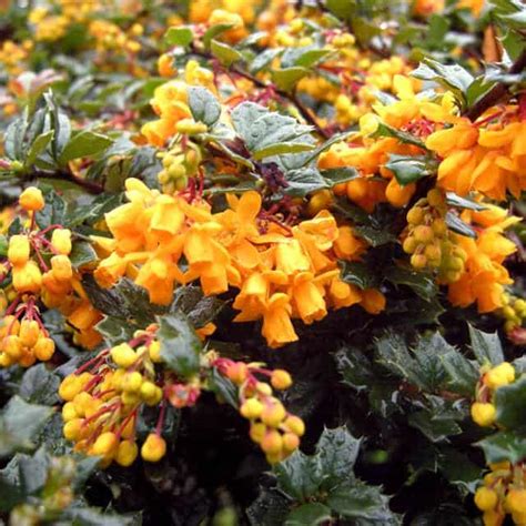 Berberis darwinii (Barberry) - position, watering, fertilization, pruning