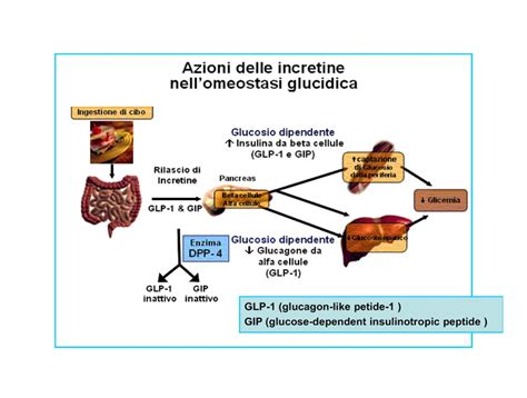 Liraglutide Weight Loss Mechanism | Blog Dandk