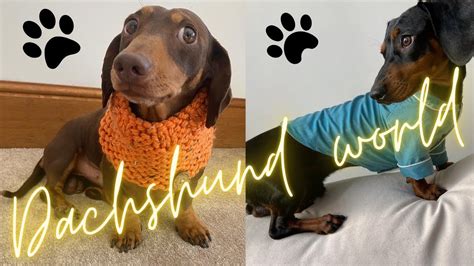 Living With Dachshunds Happy Memorable Time Funny Dachshund Dog Video