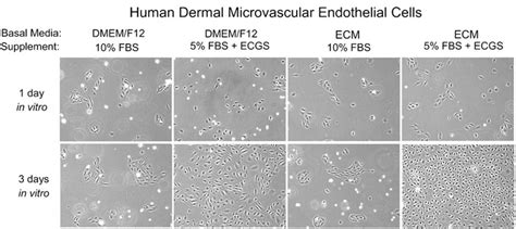 Technical Tips For Successful Primary Cell Culture Sciencell