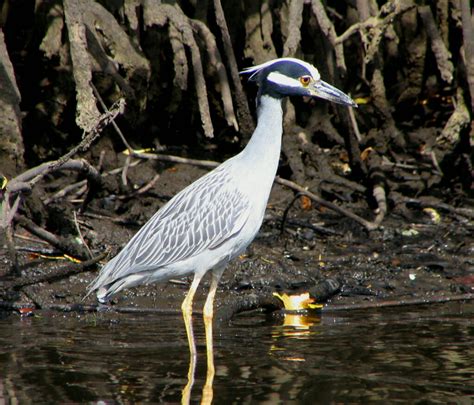 15 Birds With Long Legs (With Pictures) - Animal Hype