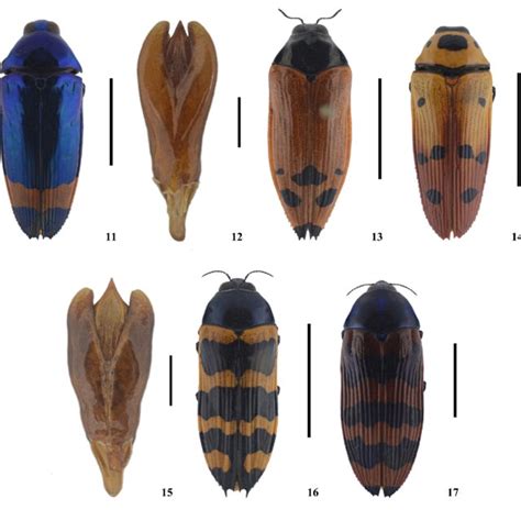 11 12 Conognatha Conognatha Ovatula Hoscheck 193111 Dorsal View