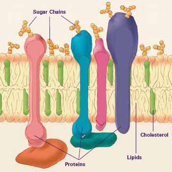 What Roles Do Lipids Play in the Body? | Med-Health.net