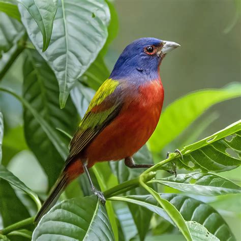 Painted Bunting Green Cay Nature Preserve Pedro Lastra Flickr