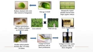 Embryo Culture Ppt