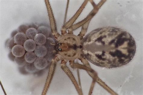 Short Bodied Cellar Spider Spiders Of Montserrat · Inaturalist