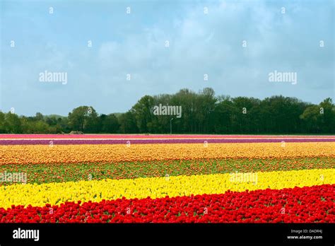 Multi Colored Tree Hi Res Stock Photography And Images Alamy