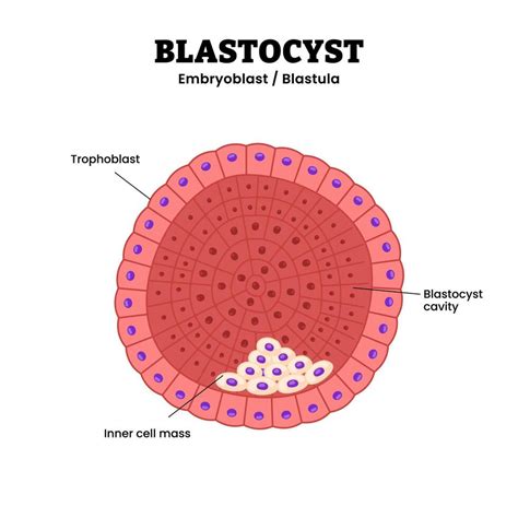 Blastocyst cell structure anatomy diagram infographic showing early ...