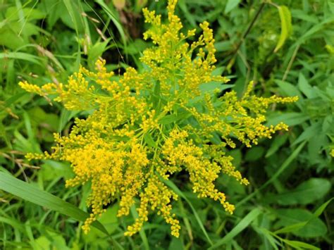 Goldenrod - Blind Trapper Holistic Foods