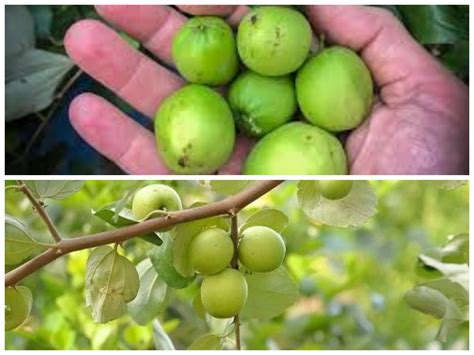 manfaat buah bidara  kebaikan alami  baik  kesehata