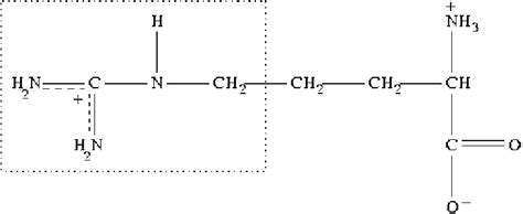 Schematic Representation Of The Zwitterionic Form Of An Arginine