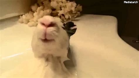 Insolite Les Lapins Aussi Aiment Prendre Des Bains Youtube