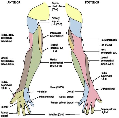 Dorsal digital nerves of ulnar nerve - Alchetron, the free social ...