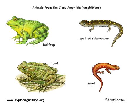 Amphibians Poster