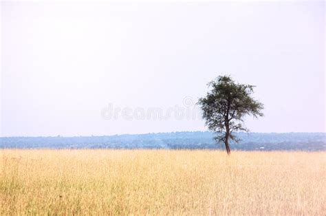 African Plains Landscape stock image. Image of hills - 10978141