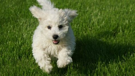 Toilettage Du Bichon Maltais Secrets Pour Un Pelage Clatant