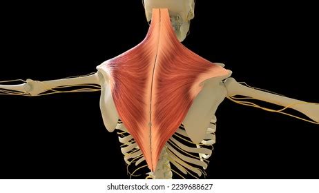 Trapezius Muscle Anatomy Medical Concept 3d Stock Illustration ...