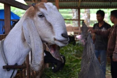 Bantul Perkuat Peternakan Kambing Penuhi Kebutuhan Pasar Antara News