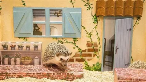 Hedgehog Cafe Experience in Shibuya Tokyo