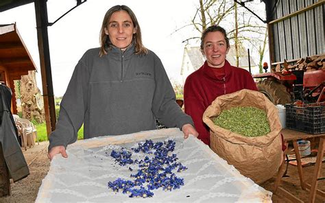 Hillion Le bon plant du Potager Le Télégramme