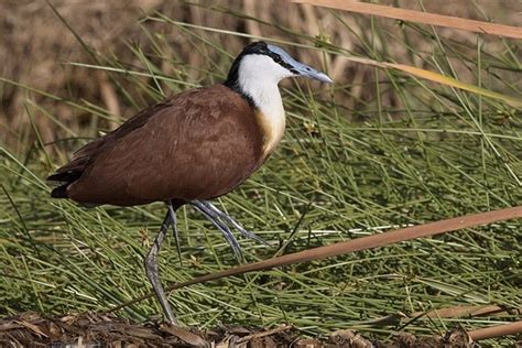 Jacana Africana Actophilornis Africanus Mundiaves