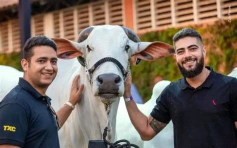 Leilão em fazenda de Henrique Juliano quebra recorde faturamento