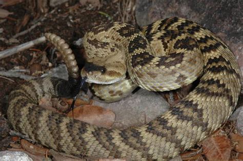 Cascabel De Cola Negra Norteña Crotalus Molossus Subsp Molossus