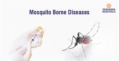 All You Need To Know About Mosquito Borne Diseases