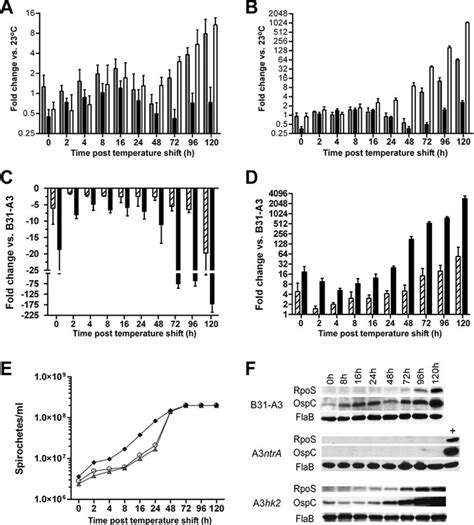 Quantitative Rt Pcr Analysis Of Rpos And Ospc Transcripts And