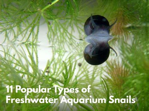 11 Popular Types Of Freshwater Aquarium Snails Species Guide