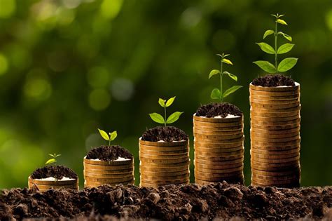 Improve your fortune! How to grow a money plant - Gardening Wizards