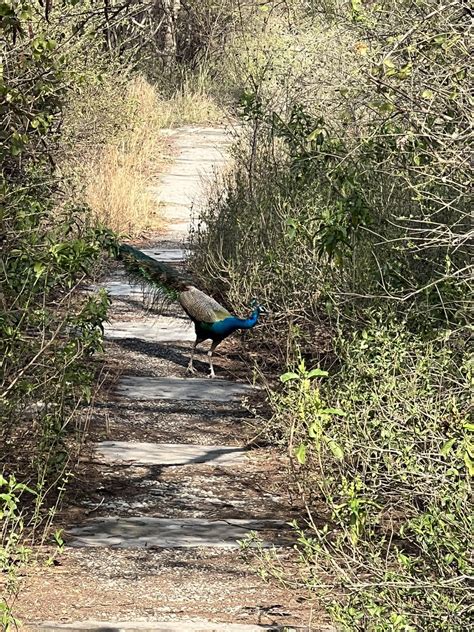 Aravali Biodiversity Park : r/gurgaon