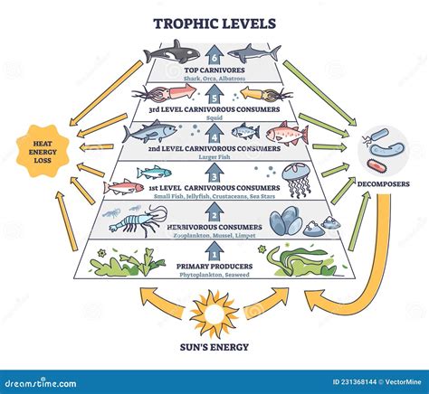 Livelli Trofici Nella Fauna Marina Come Diagramma Di Struttura Della