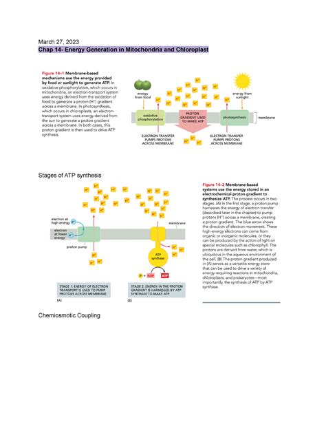 Bio 230w Lecture Notes Biol 230w March 27 2023 Chap 14 Energy
