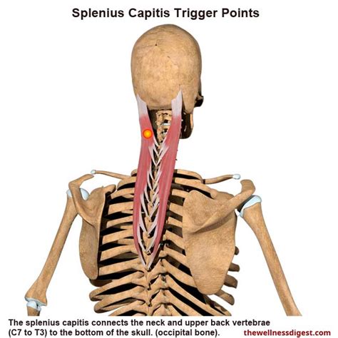 Splenius Muscles