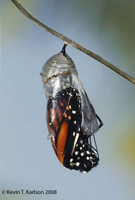 Monarch Butterfly Emerging From Chrysalis