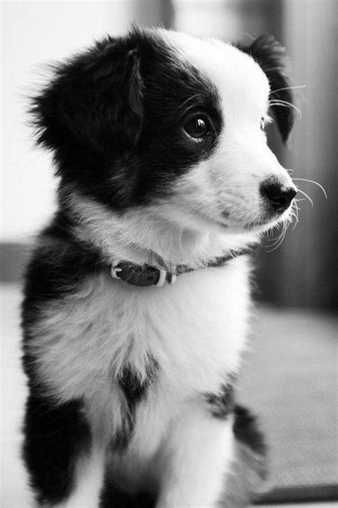 Cute Puppy Black And White Logo Logodix