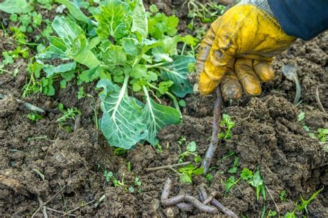 Les vers de terre au jardin des alliés INDISPENSABLES pour une terre