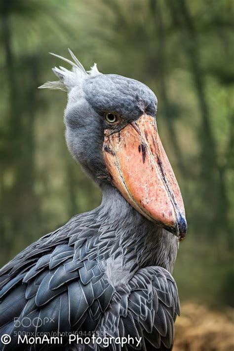 Shoebill Prehistoric Dinosaur Looking Bird Sounds Like A Machine Gun