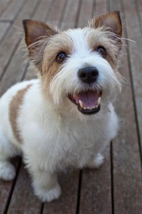 Long Haired Jack Russell Happy Holly The Short Haired Jack Russell