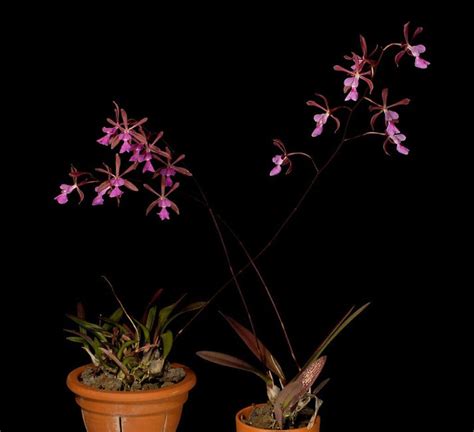 Encyclia Moebusii X Encyclia Atrorubens La Foresta Orchids