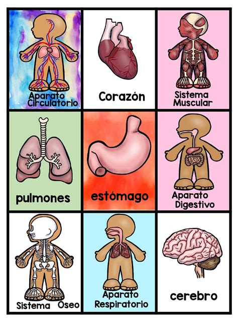 Tarjetas Para Trabajar El Cuerpo Humano En Infantil Y Primaria Cuerpo