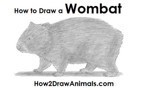 How To Draw A Wombat