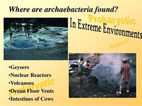 Ppt Archaebacteria Powerpoint Presentation Free Download Id 3126874