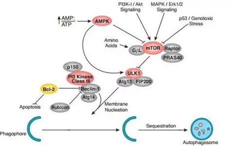 mtor信号通路与自噬 mtor信号通路 自噬通路 第8页 大山谷图库